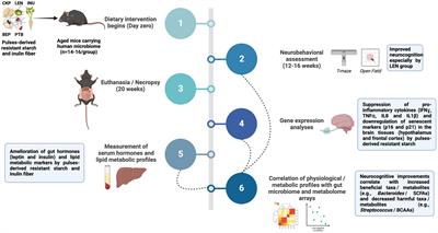 Resistant starches from dietary pulses improve neurocognitive health via gut-microbiome-brain axis in aged mice